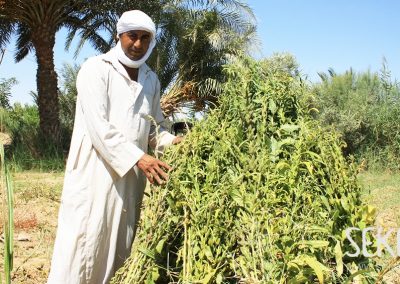 Sesam öffnet die Türen für nachhaltige Landwirtschaft in Ägypten